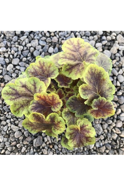 Heuchera Solar Eclipse бордюрна рослина